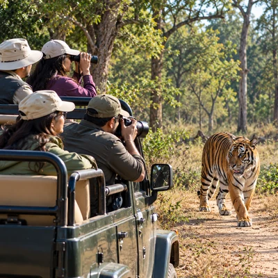 wildlife tours